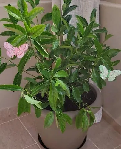 Apartamento Annas House