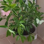 Apartamento Annas House