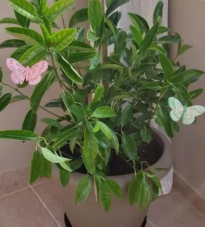 아파트 Annas House